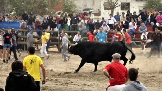 FOTOGALERÍA | &#039;Pelado&#039; ha protagonizado la celebración del Toro de la Peña, en Tordesillas (Valladolid), sustituto del prohibido Toro de la Vega.