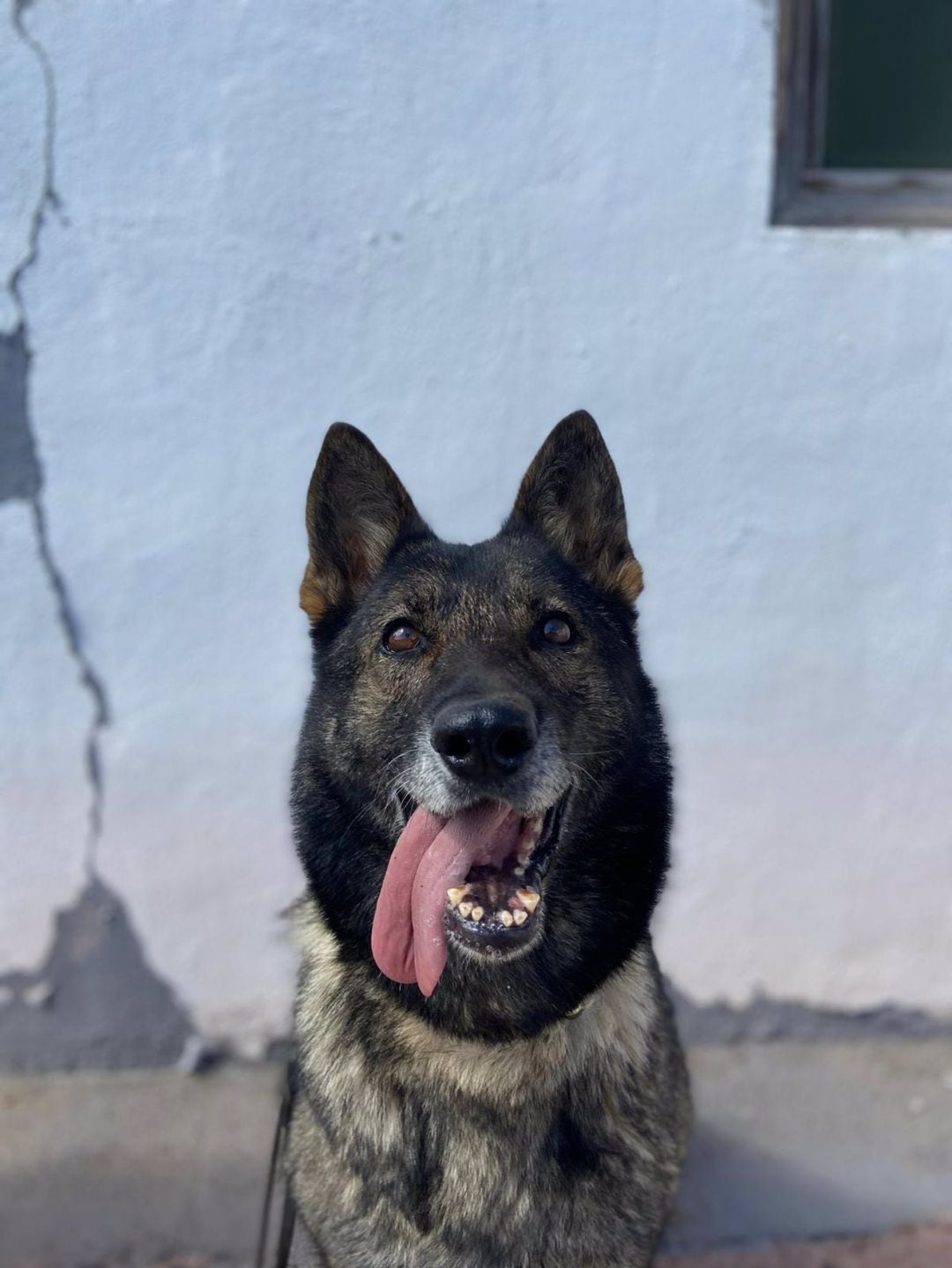 La perra Nica es uno de los animales que buscan familia en Canarias