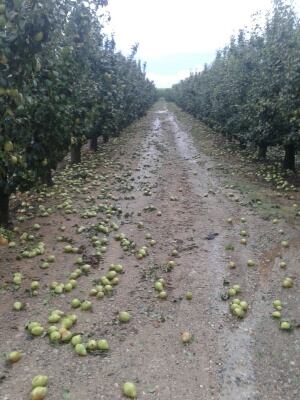 Daños en los frutas del Bajo Cinca de las tormentas de este viernes por la tarde.