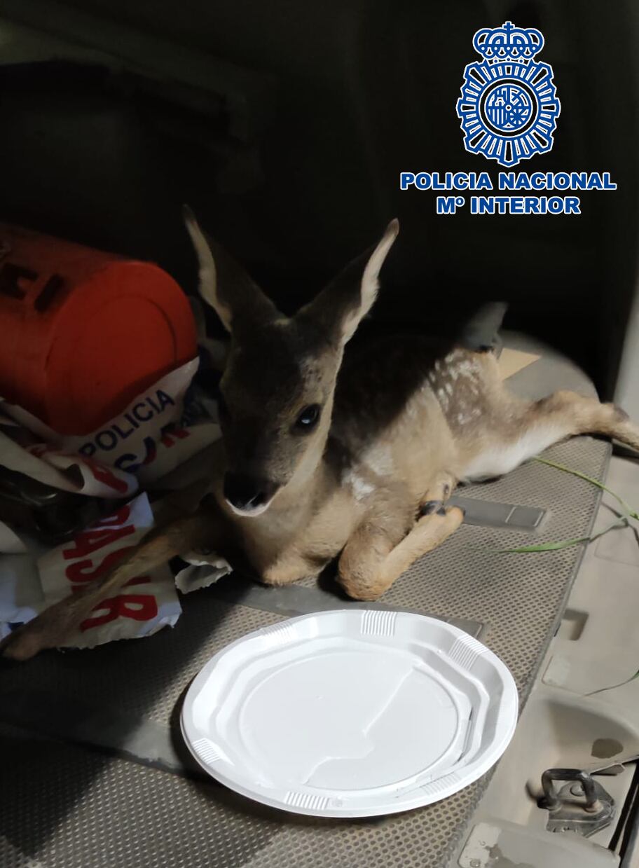 Corzo rescatado en el vehículo policial