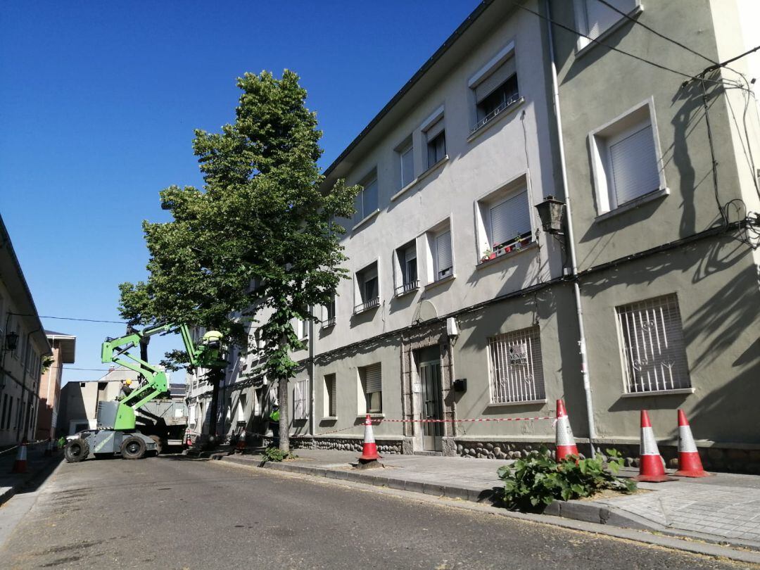 El Ayuntamiento de Ponferrada procede a la tala de los tilos