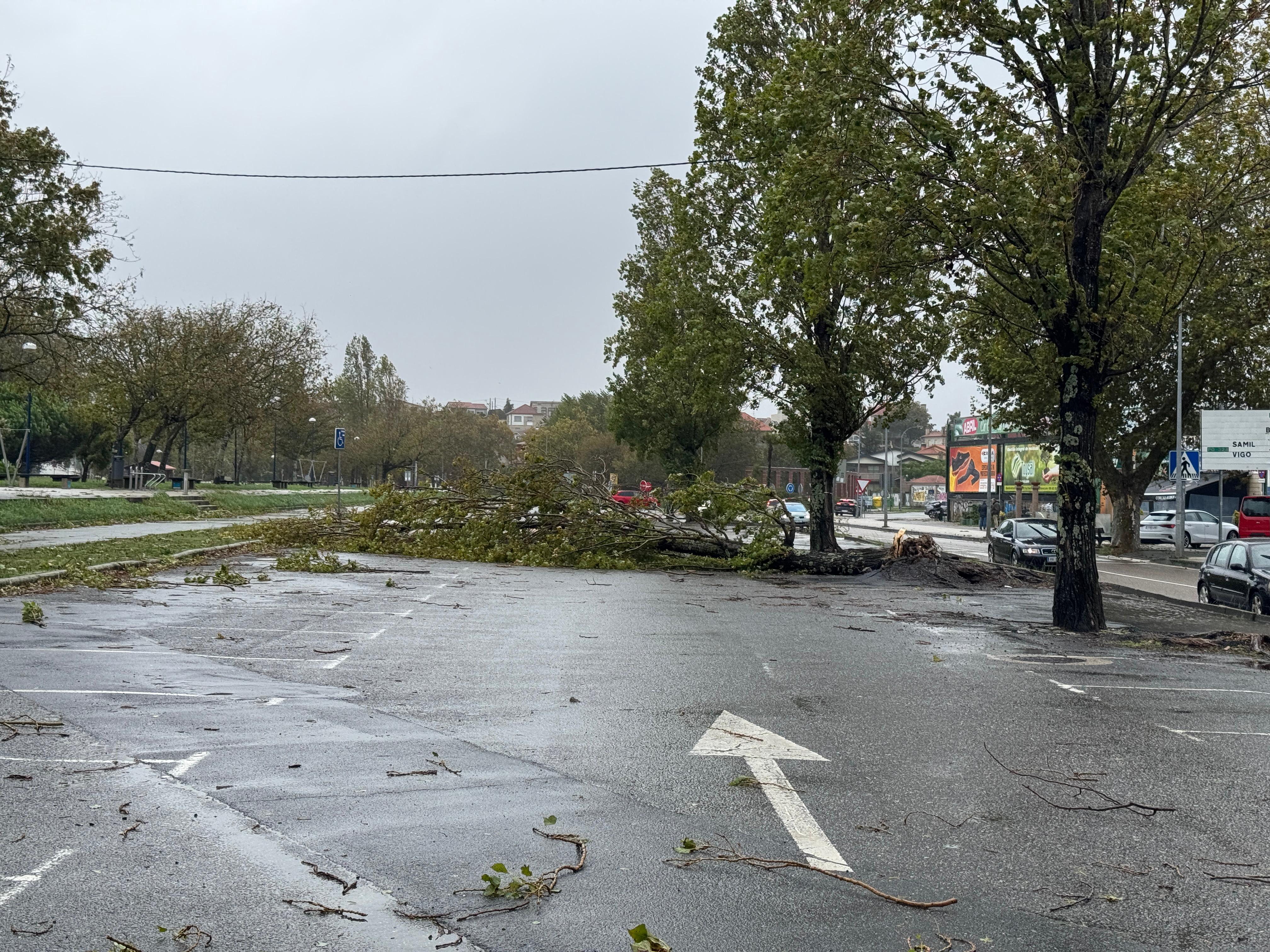 Árboles caídos sobre la calzada en Vigo