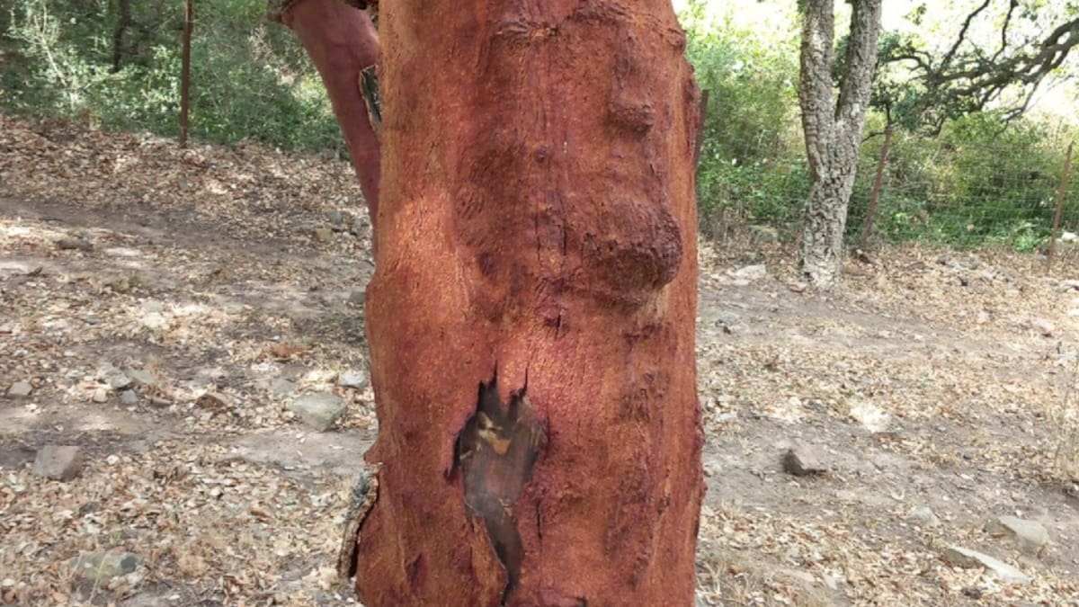 Agaden denuncia el daño causado a los alcornoques por el descorche