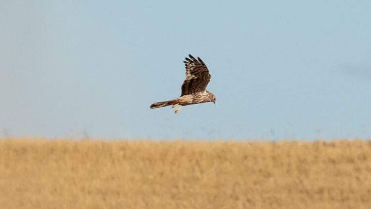 Aguilucho Cenizo