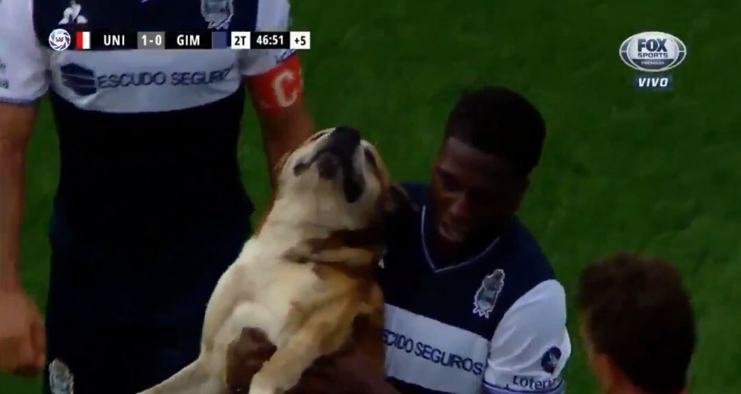 Un jugador de Gimnasia retira al perro del campo