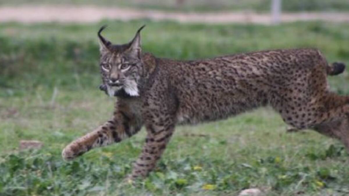 Más Linces Ibéricos a Sierra Morena