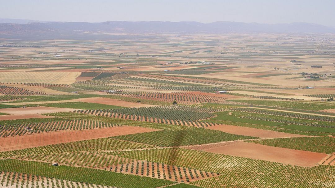 Extensión de viñedos en La Mancha (Foto de Archivo)