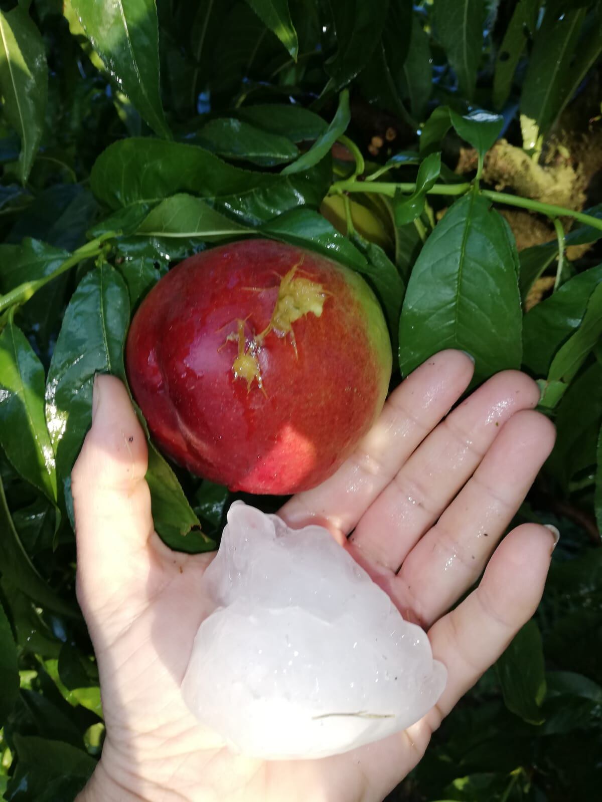 Una nectarina d&#039;un camp de fruiters de la zona d&#039;Almacelles, danyada per la pedregada que fa afectar part del Segrià aquest final de juliol. Foto: Cedida per ASAJA.