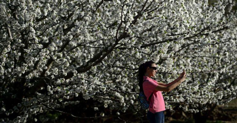 A woman takes a &quot;selfie&quot; with cherry trees in full bloom in Jerte&#039;s Valley (Valle del Jerte) in Extremadura on April 2, 2015. Viewing cherry blossoms is a cultural event in Extremadura, where thousands of tourists turn out to admire them annually. AFP PHO