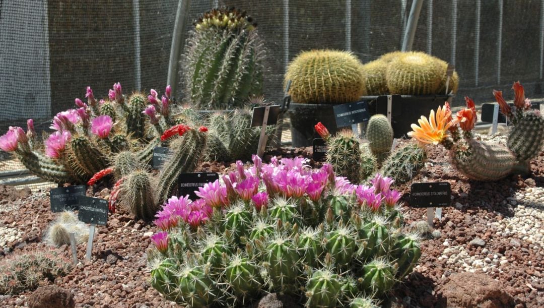 Parte de la colección de cactus del Real Jardín Botánico Juan Carlos I de Alcalá de Henares. 