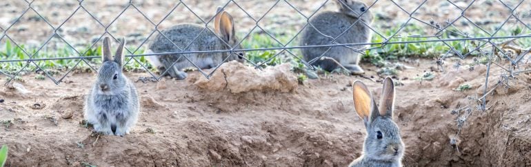 Los agricultores y ganaderos han denunciado graves pérdidas en el campo de Castilla-La Mancha por la plaga de conejos