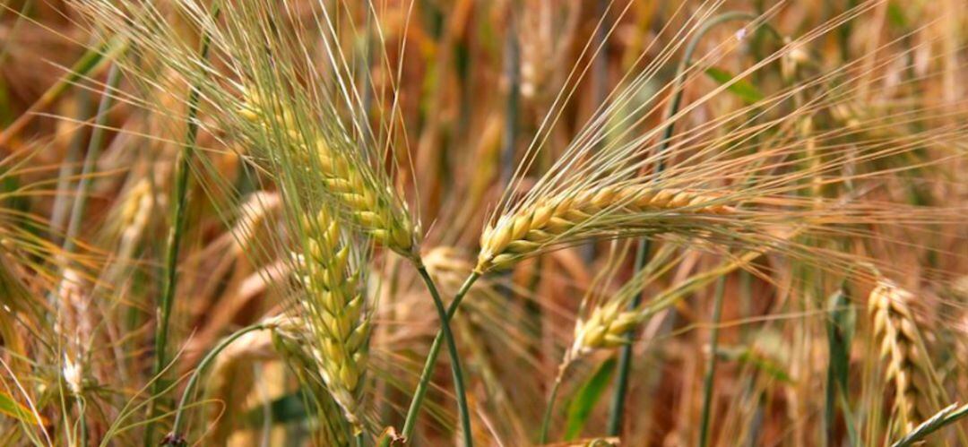 Las medidas buscas potenciar e incentivar el producto local