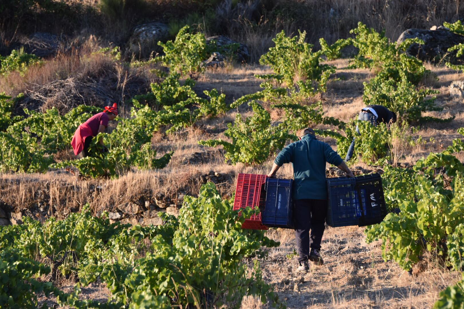 Vendimia de Uva Garnacha./DOP Cebreros