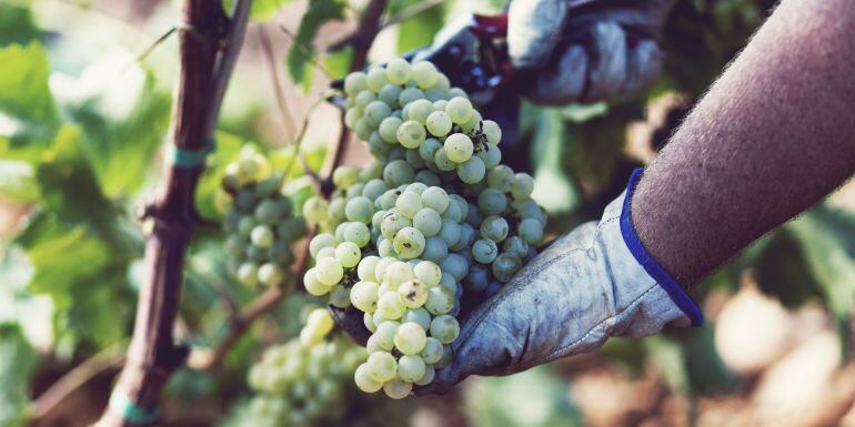 Foto de archivo de la recogida de la uva 