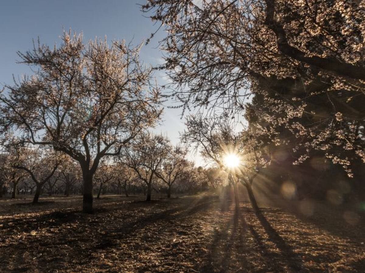 La sequía cambia el paisaje agrícola de la provincia de Toledo