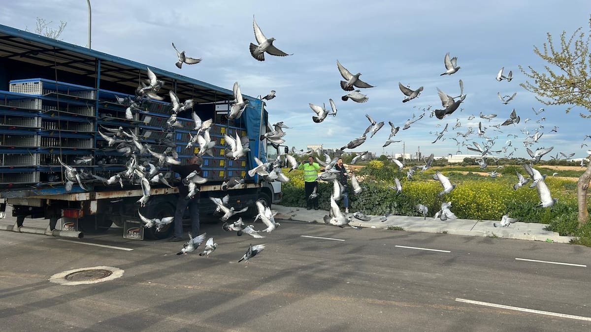 Casi 1.000 palomas vuelan de Tarancón a Cantabria