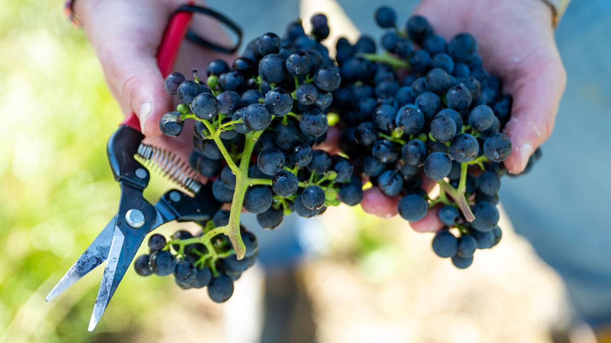 Quince años de investigación universitaria al servicio de la viticultura (15/09/2025)