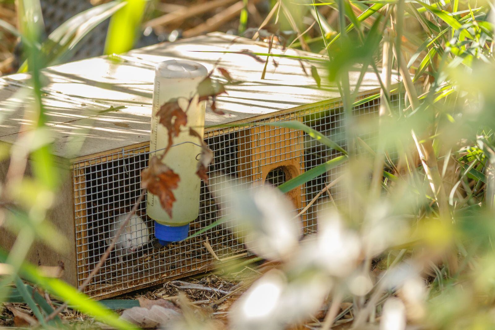 Imagen de una de las trampas