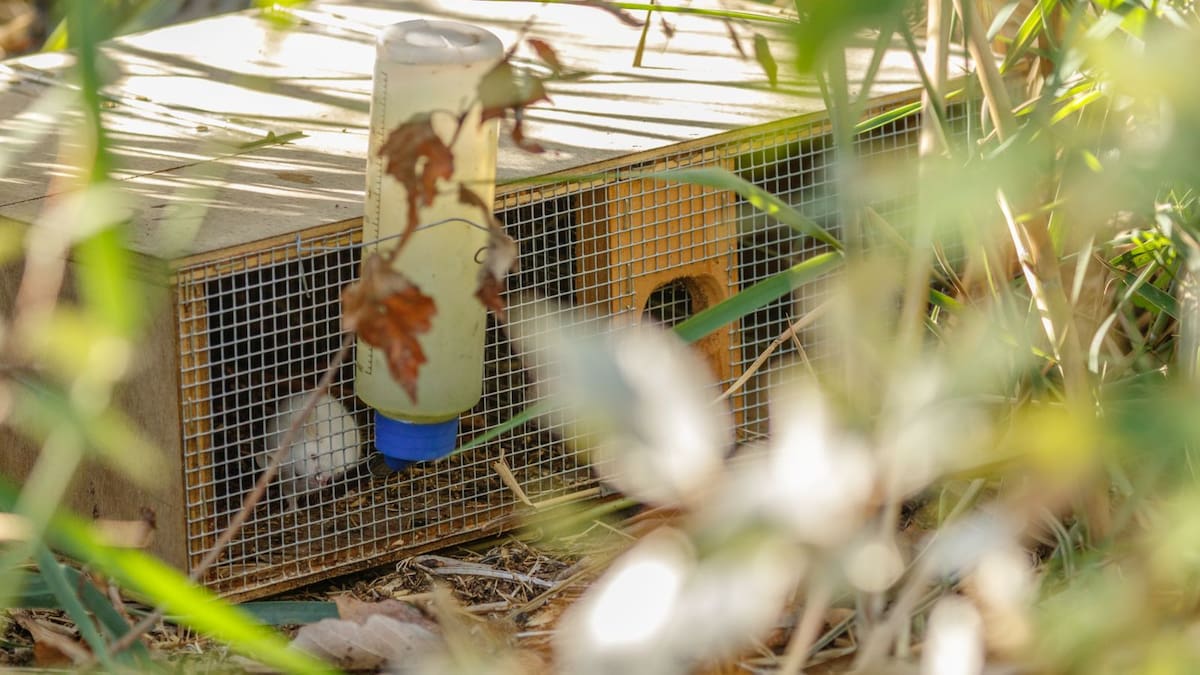 Ibizapreservation captura este año 580 serpientes en su campaña para frenar la expansión de ofidios en la isla