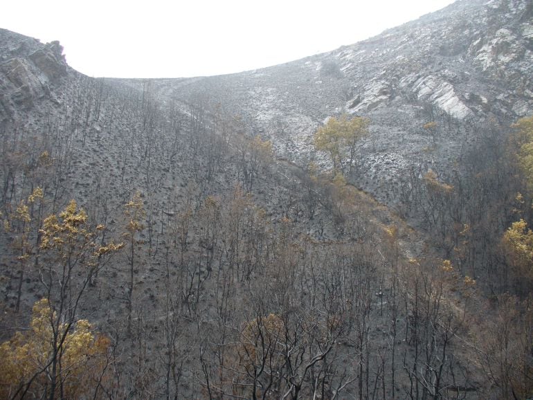 Paisaje de monte quemado