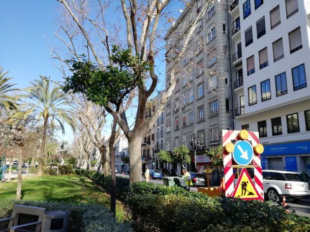 Trabajos de poda en la Gran Vía Fernando el Católico de València