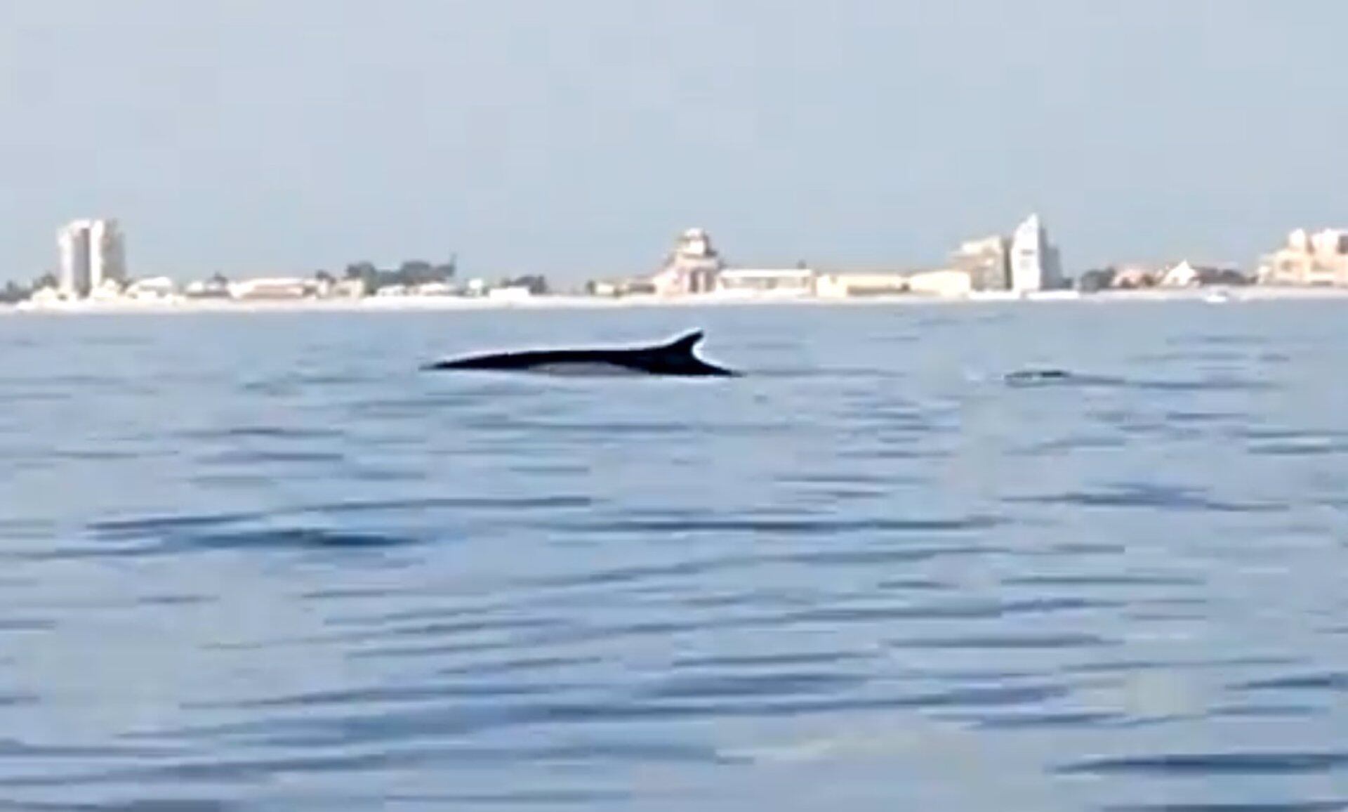 Avistan tres cetáceos cerca de las playas del entorno de l&#039;Albufera de València