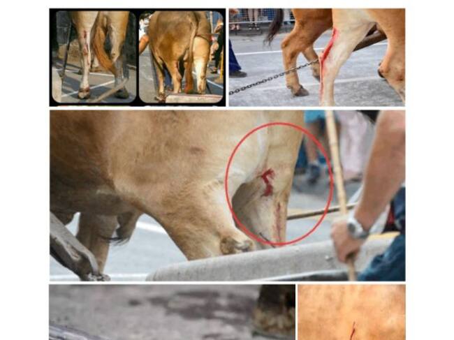 500 veterinarios advierten del "maltrato físico" en el arrastre de ganado