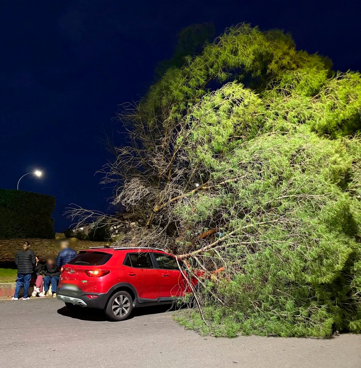 El árbol y el vehículo afectado en la caída del árbol de Los Alamitos en Plasencia