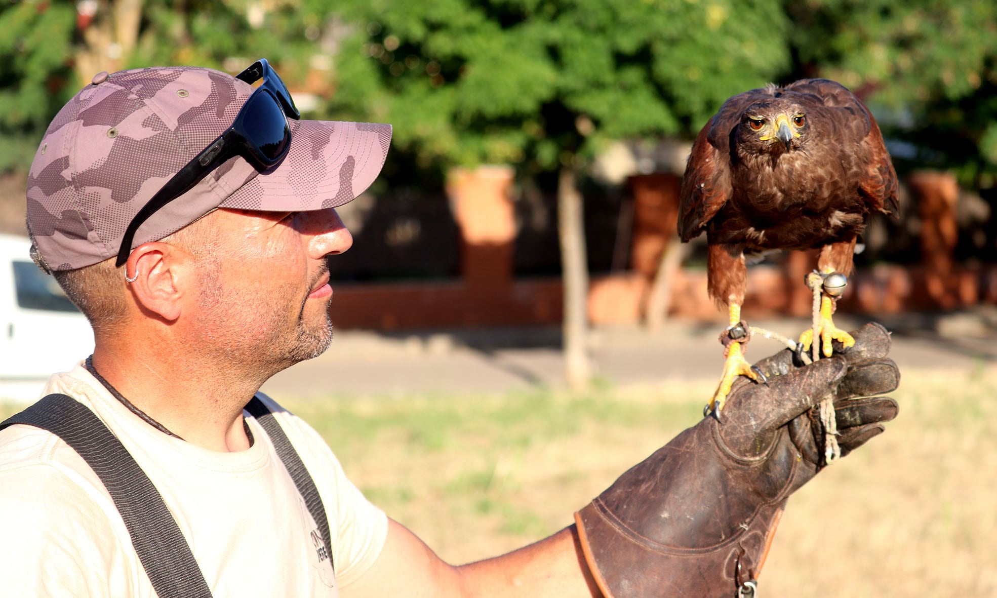 Una de las rapaces utilizadas para el control de palomas en Cabanillas del Campo