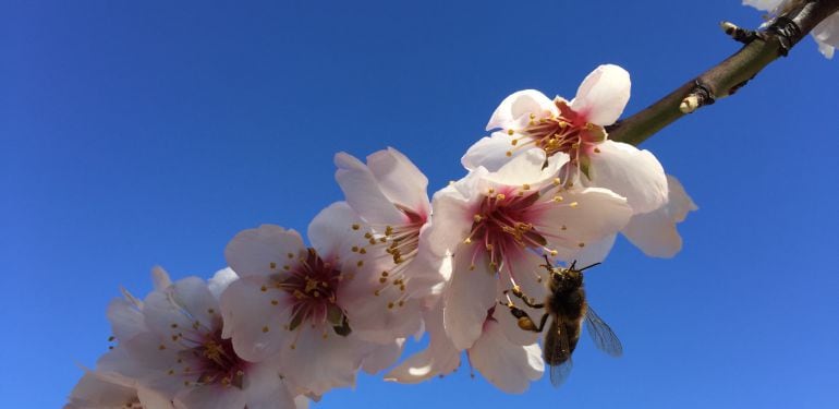 Flores de almendro.