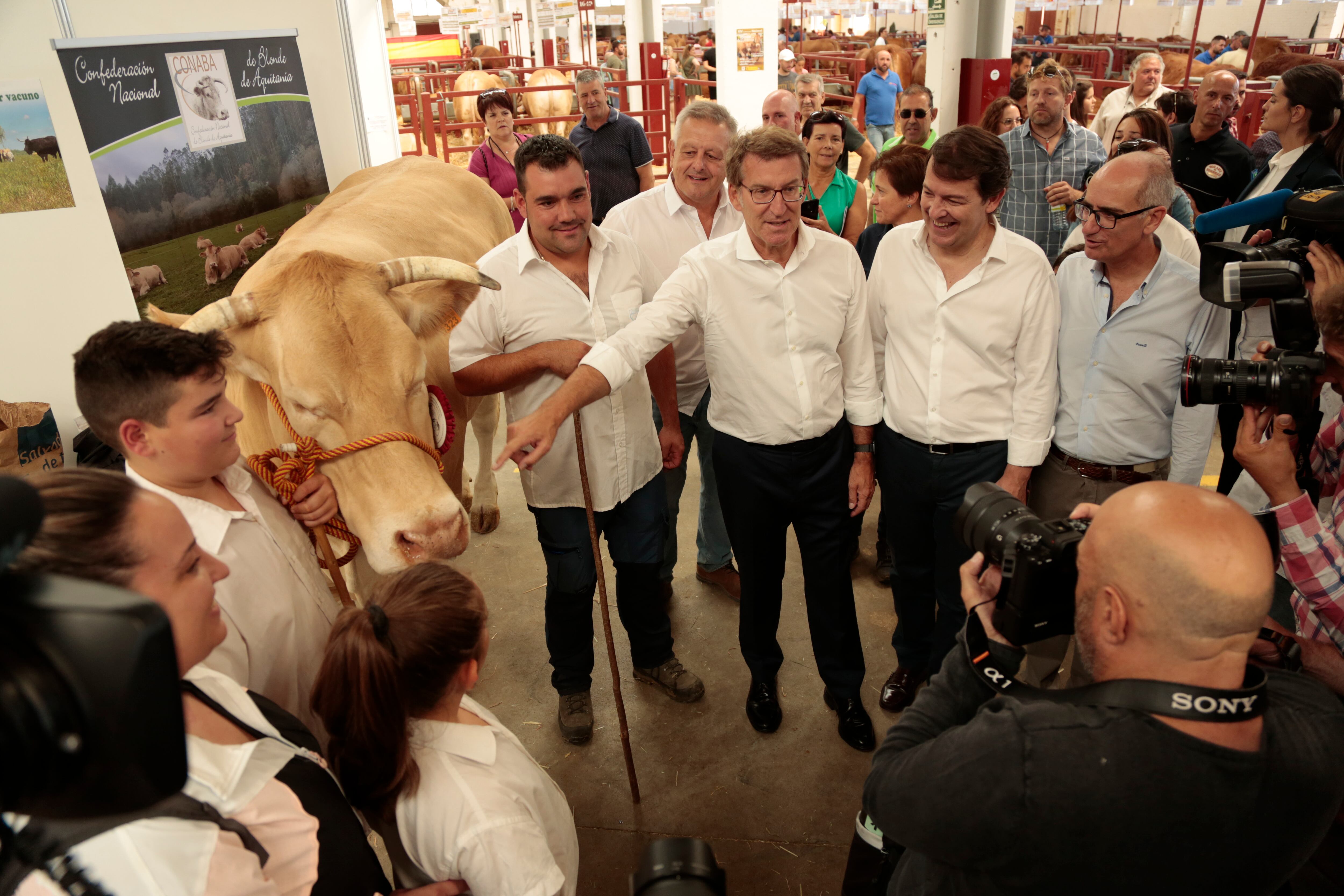 El líder del PP, Alberto Núñez Feijóo, con una vaca en una foto de archivo.