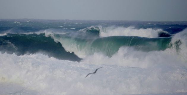 Una gaviota sobrevuela las grandes olas que rompen con fuerza en A Coruña, este lunes en el que la borrasca Bella seguirá aportando inestabilidad, con todo el litoral gallego en alerta