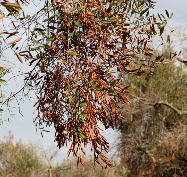 Efectos de la Xylella.