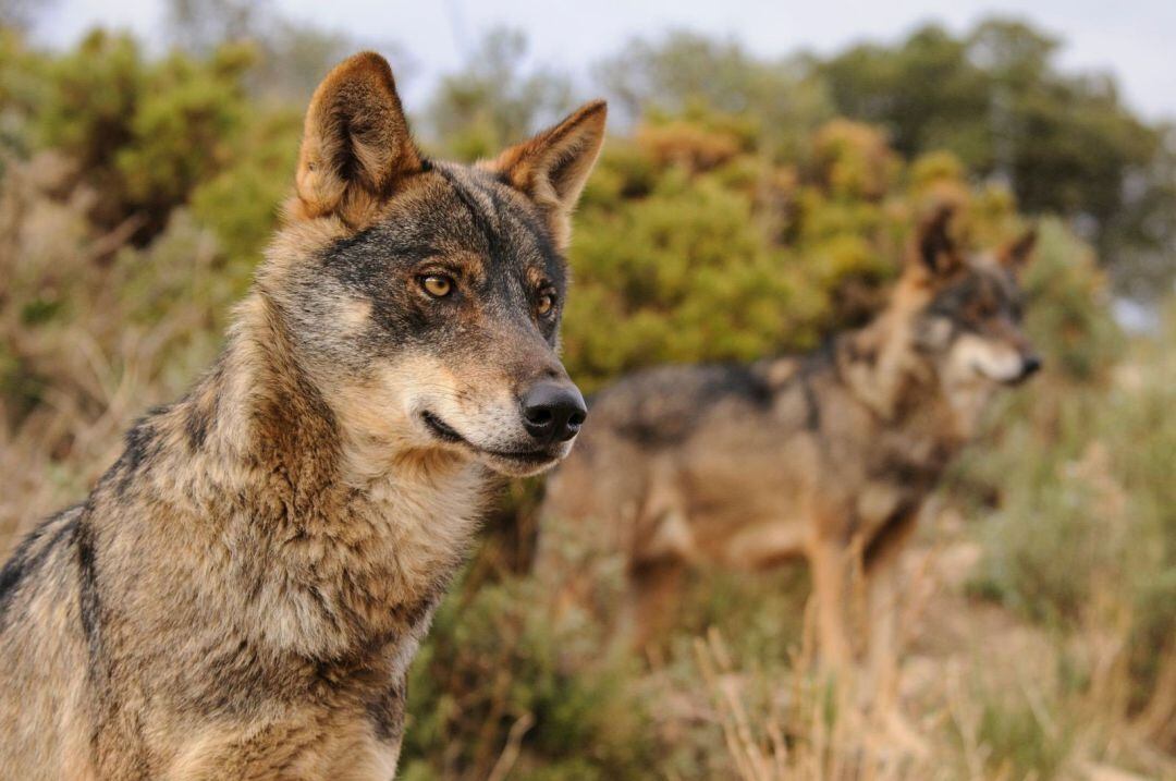 Ejemplares de Lobo Ibérico