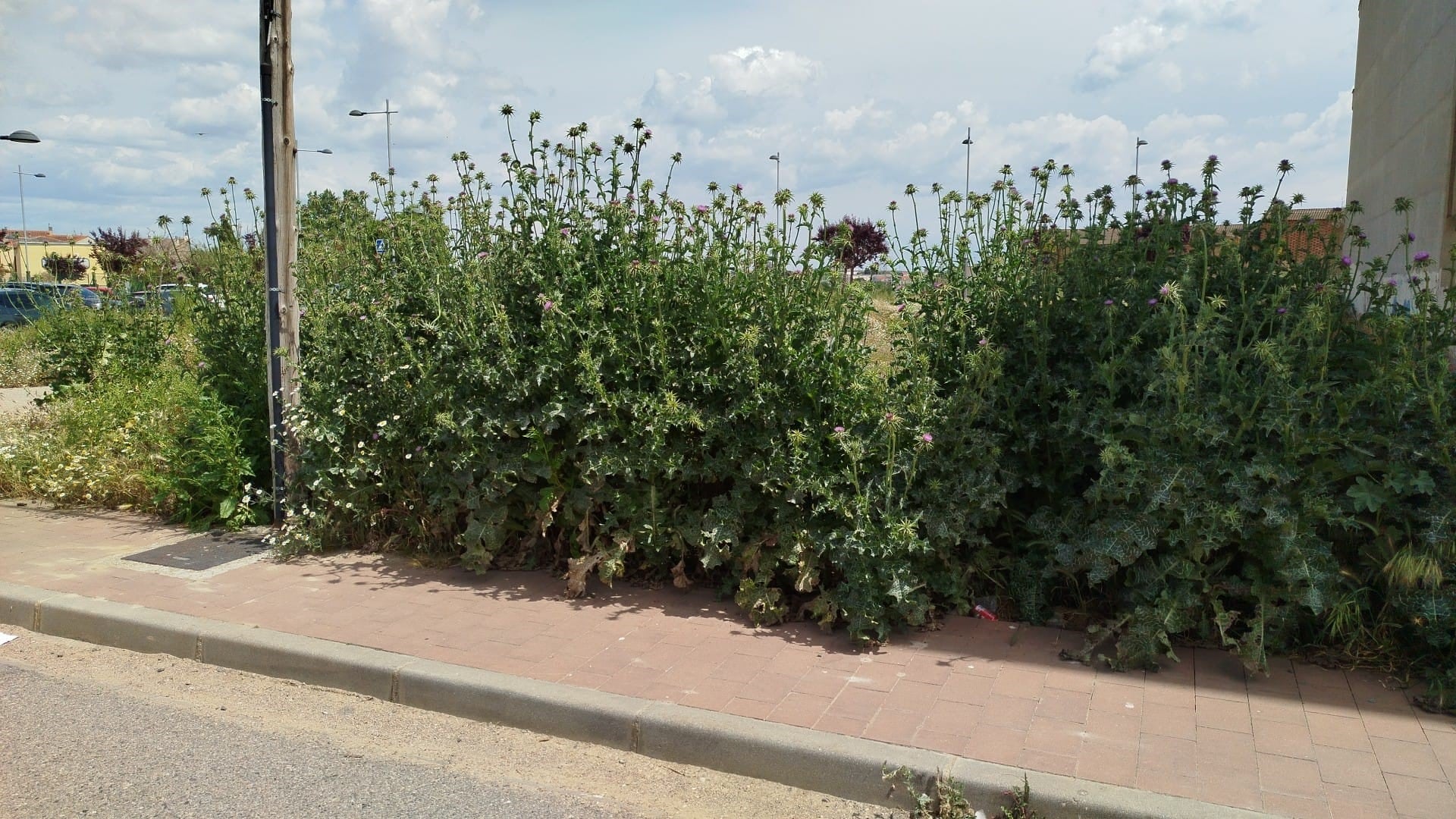 Los socialistas piden mejorar la limpieza en Binéfar. Foto: Psoe