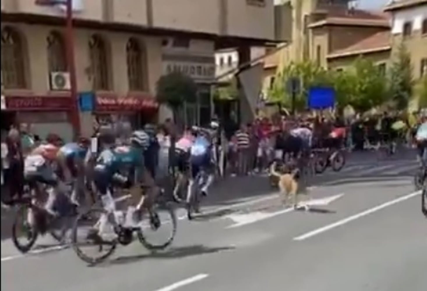 Un perro desató el caos en La Vuelta en la localidad riojana de Haro