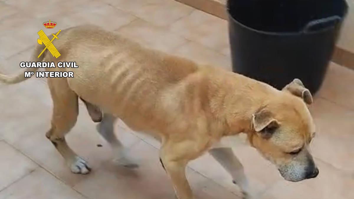 José Antonio Fernández, SEPRONA