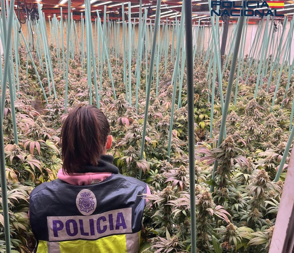 Macroplantación de marihuana indoor en Huesca