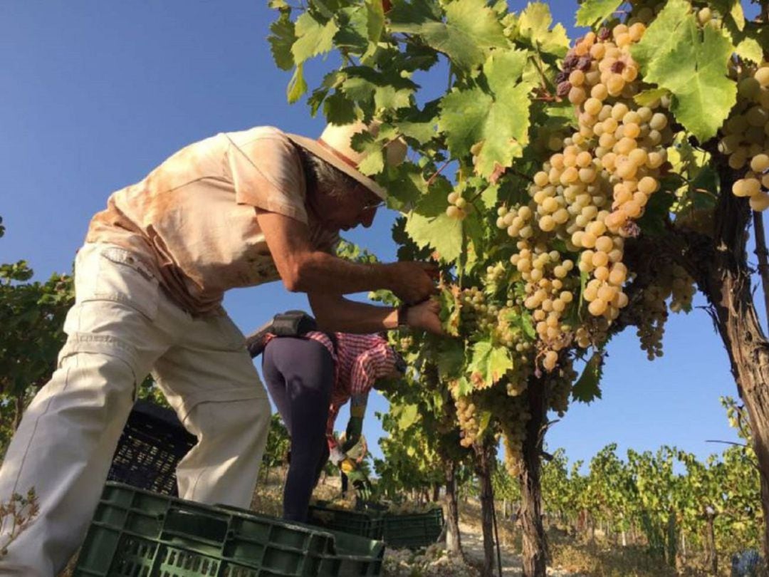 Comienza la vendimia en Montilla