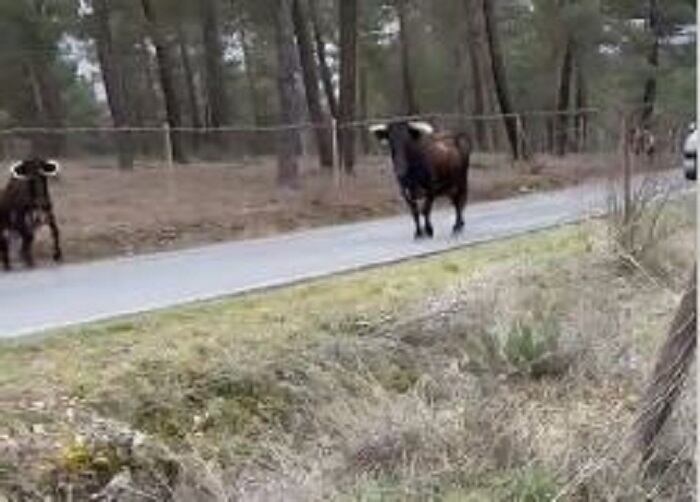 Imagen de archivo de vacas bravas en Brieva