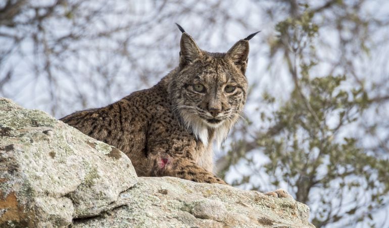 Un ejemplar de lince ibérico.