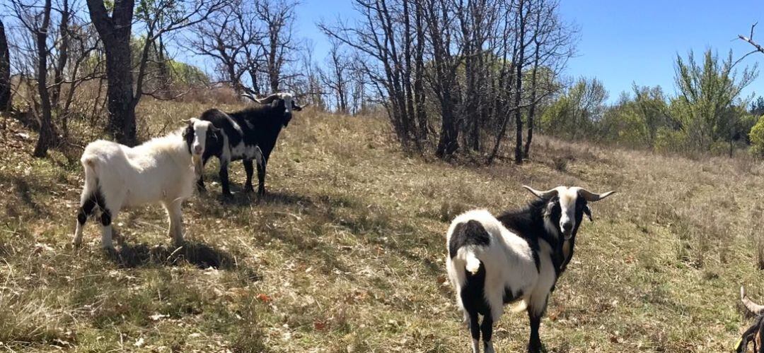 Por la feria también van a pasar las cabras guadarrameñas 