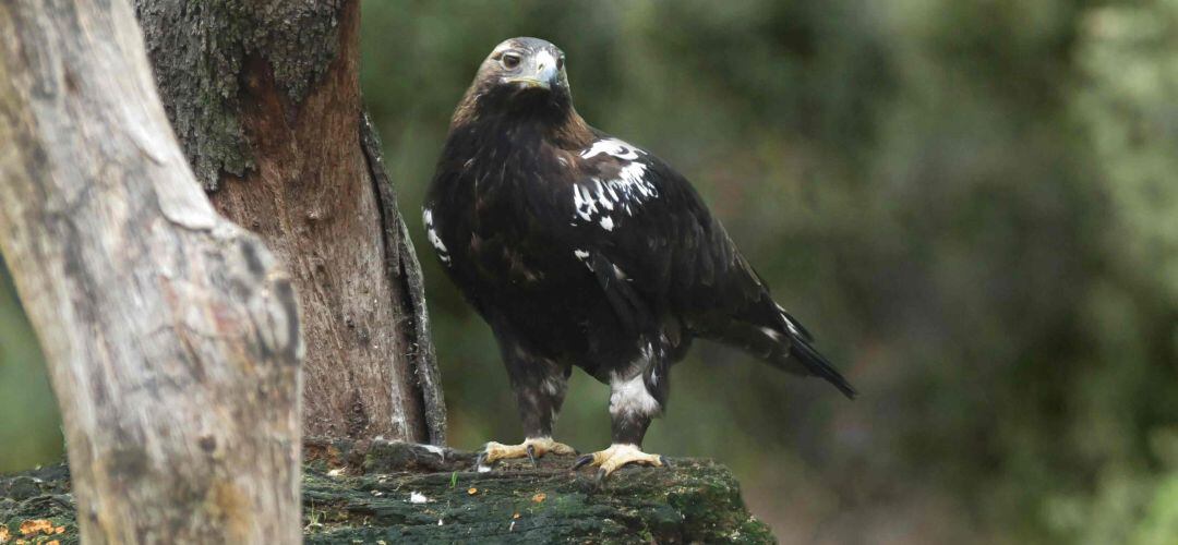 Además del águila imperial, el zoo acoge otras especies autóctonas protegidas