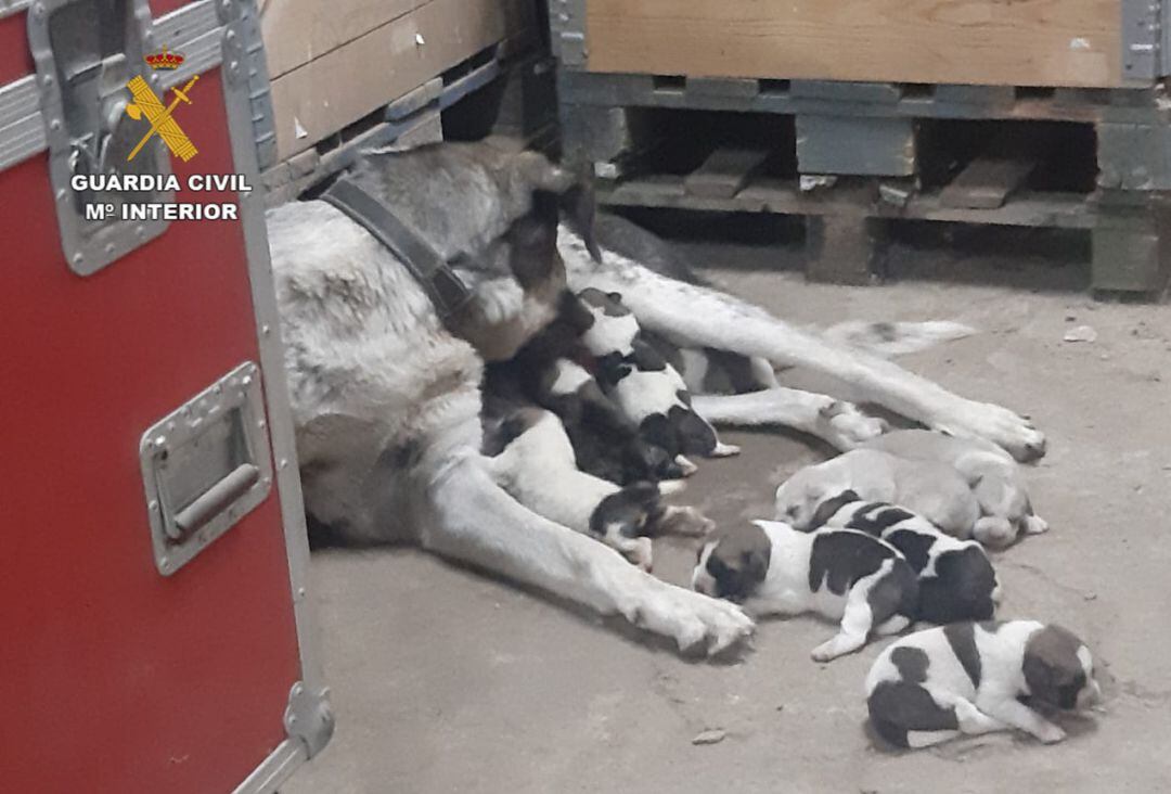 Imagen de la camada de cachorros junto a la mastina