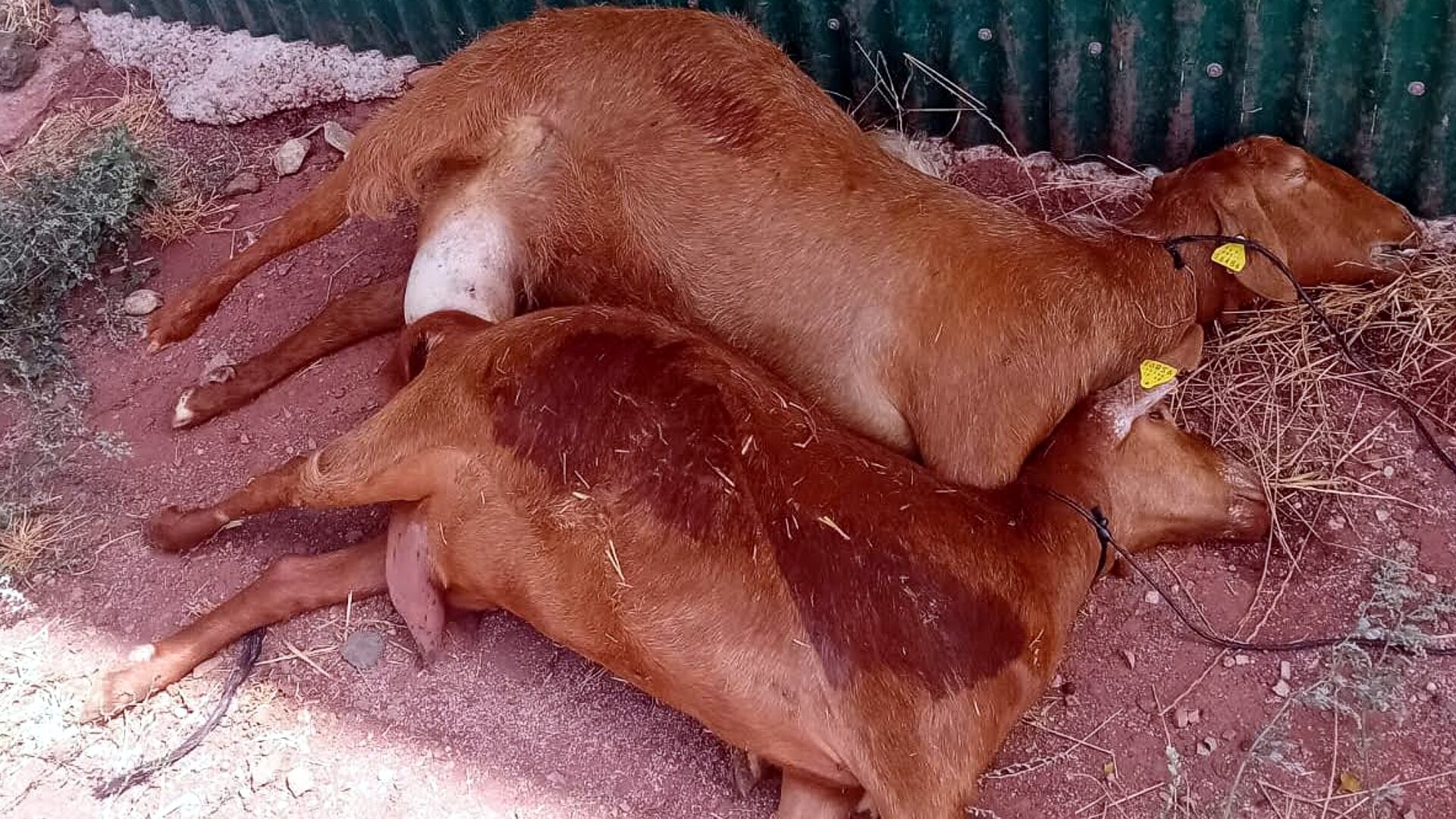 Cabras afectadas por la Lengua Azul en la provincia de Málaga