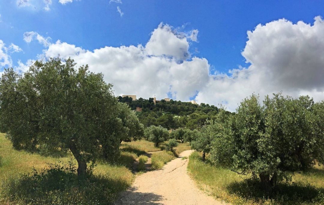 Paisaje del olivar.