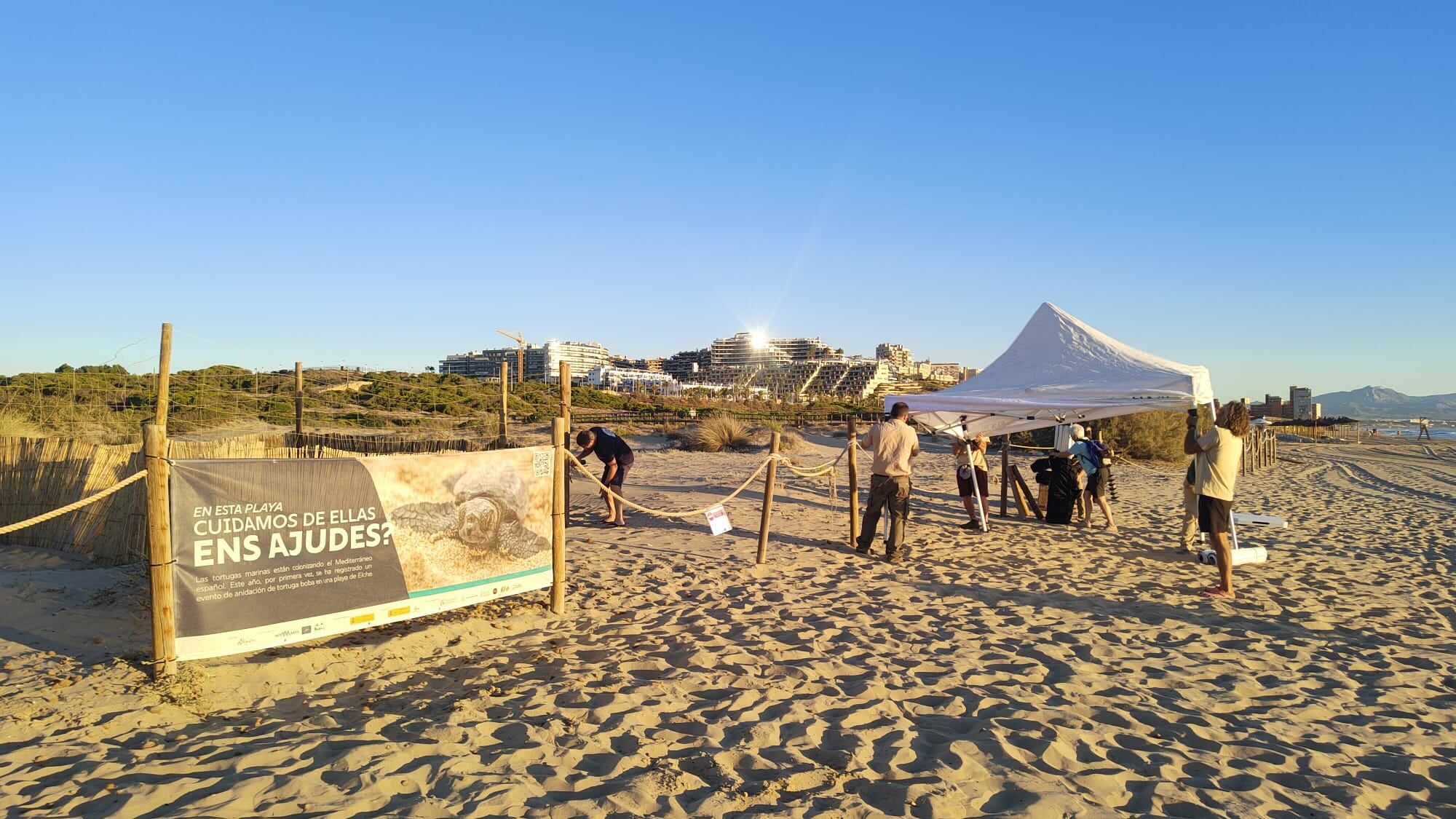 Montaje de las carpas de protección de la tortuga boba en la playa del Carabassí, en los Arenales del Sol de Elche.