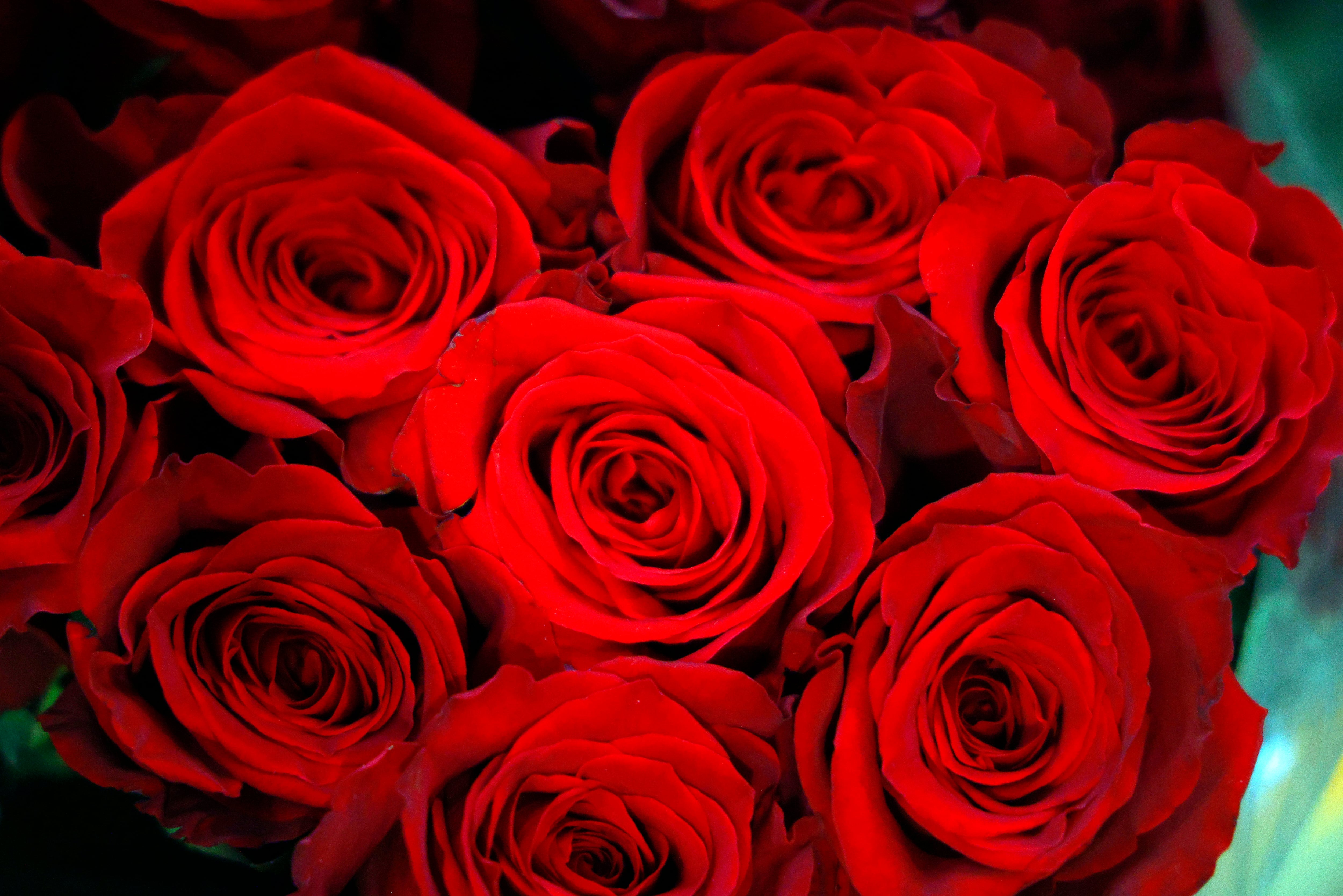 FOTODELDÍA GRAFCAT1131. BARCELONA, 14/04/2026.- Aspecto de Mercabarna-flor este martes cuando el mercado mayorista ha anunciado que prevé que este Sant Jordi se comercialicen unos 7 millones de rosas en Cataluña, en una campaña marcada por una elevada participación ciudadana y un ligero aumento de precios derivado del encarecimiento del transporte y los costes de producción. EFE/Quique García