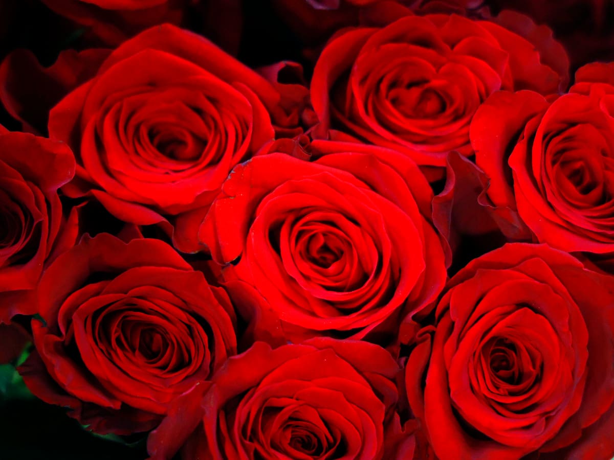 Ferias, talleres y recitales para celebrar el Día del Libro en la Costera y la Canal