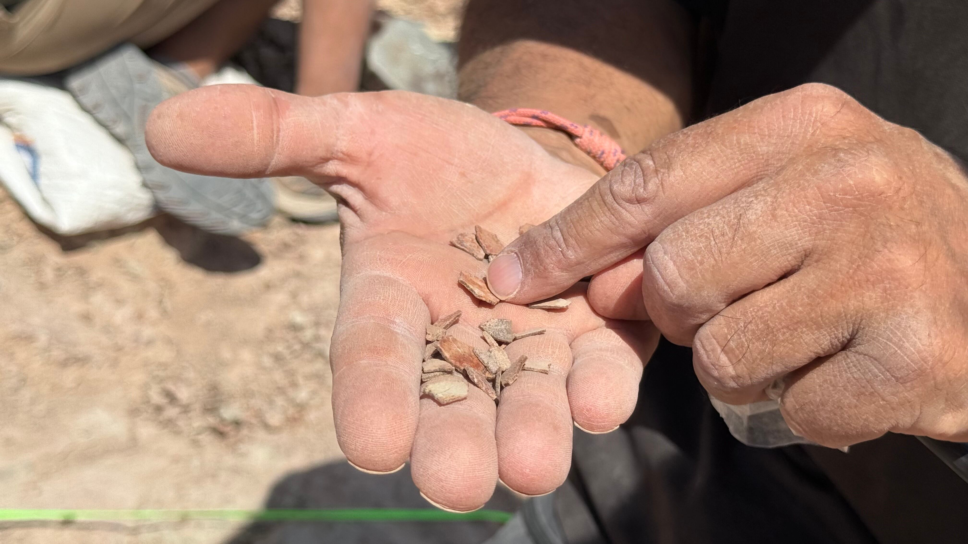 Cáscaras de huevo de dinosaurio fosilizadas.